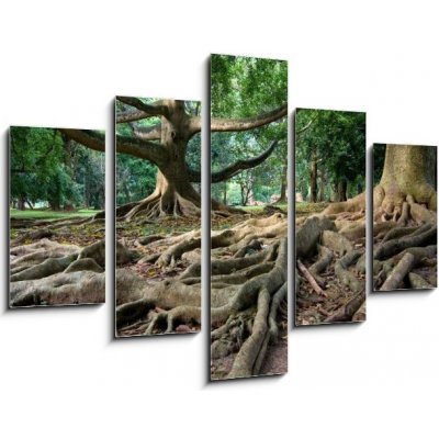 Obraz pětidílný 5D - 150 x 100 cm - Primeval rainforest in Kandy, Sri Lanka Pralesní deštný prales v Kandy na Srí Lance