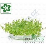 Hydrocotyle tripartita Mini – Zboží Dáma