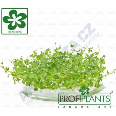 Hydrocotyle tripartita Mini – Zboží Dáma