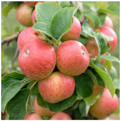 Malus domestica MIX - minikmínek C5L