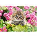 Castorland kočička v rozkvetlé zahradě 52974 500 dílků – Hledejceny.cz