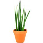 Gardners Sansevieria bacularis, průměr 10 cm Sanseveria, Tchýnin jazyk, Tenura – Zbozi.Blesk.cz