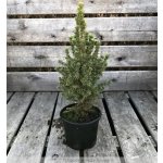 Picea glauca 'Conica' Prodejní velikost: 020/030, Velikost hrnku: 2 l