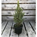 Picea glauca 'Conica' Prodejní velikost: 030/040, Velikost hrnku: 2 l – Zboží Dáma