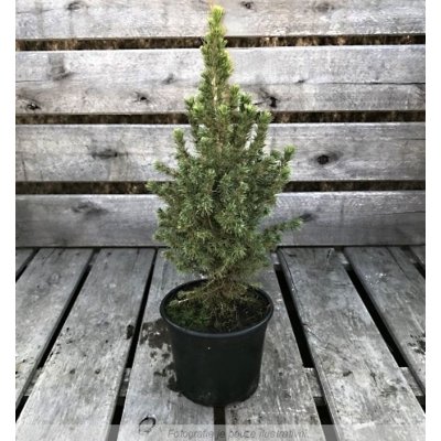 Picea glauca 'Conica' Prodejní velikost: 030/040, Velikost hrnku: 2 l – Zboží Dáma