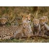 Tapety WEBLUX Fototapeta plátno Mother cheetah and her cubs in the savannah. Kenya. Tanzania. Africa. National Park. Serengeti. Maasai Mara. An excellent illustration. - 1003678 330 x 244 cm