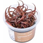 Cryptocoryne spiralis Red – Zboží Dáma