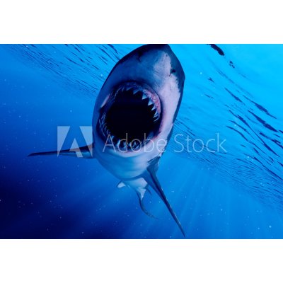 WEBLUX 222972216 Samolepka fólie 3d rendered illustration of a great white shark 3D tavené ilustrace velkého bílého žraloka rozměry 145 x 100 cm – Zbozi.Blesk.cz