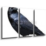 Obraz 3D třídílný - 90 x 50 cm - Black raven. Bird isolated on white. Černý havran. Pták izolovaných na bílém. – Sleviste.cz