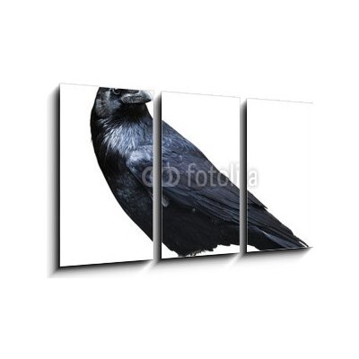 Obraz 3D třídílný - 90 x 50 cm - Black raven. Bird isolated on white. Černý havran. Pták izolovaných na bílém. – Sleviste.cz