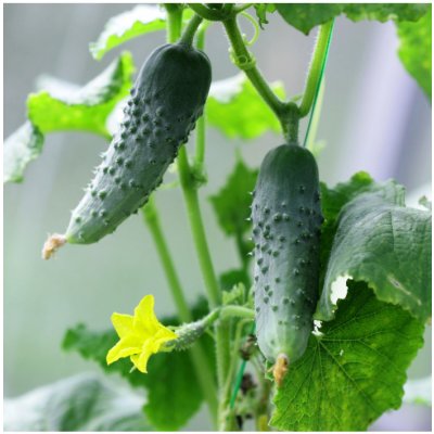 Okurka nakládačka Hokus - Cucumis sativus - semena okurky - 15 ks – Zboží Mobilmania