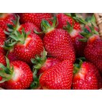 Jahodník 'Diamante' 12 ks stáleplodící Sazenice: Frigo sadba "A" standard 12 ks – Zboží Mobilmania