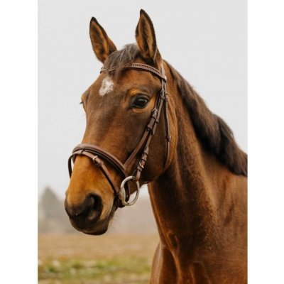 NORTON CLUB Strass V s anglickým nánosníkem havana – Hledejceny.cz