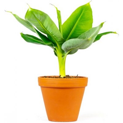 Gardners Musa Tropicana, průměr 12 cm Banánovník