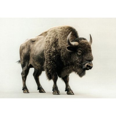 Pohlednice Bizon – Sleviste.cz