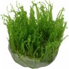Akvarijní rostlina I--Z Taxiphyllum alternans - Taiwan moss