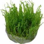 Taxiphyllum alternans - Taiwan moss – Zboží Dáma