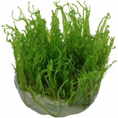 Taxiphyllum alternans - Taiwan moss – Zboží Dáma