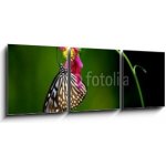 Obraz 3D třídílný - 150 x 50 cm - tropical rainforest butterfly tropický deštný prales motýl – Sleviste.cz
