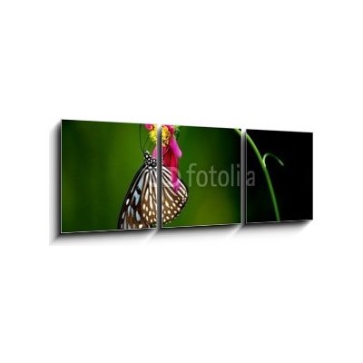 Obraz 3D třídílný - 150 x 50 cm - tropical rainforest butterfly tropický deštný prales motýl