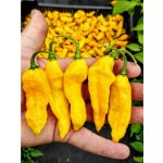 Semena Bhut Jolokia Yellow – Zboží Mobilmania