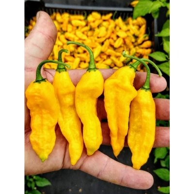 Semena Bhut Jolokia Yellow – Zboží Mobilmania