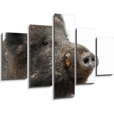 Obraz 5D pětidílný - 150 x 100 cm - Wild boar, also wild pig, Sus scrofa, 15 years old Divoké prase, také divoké prase, Sus scrofa, 15 let – Hledejceny.cz