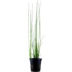 Eleocharis montevidensis – Zboží Mobilmania