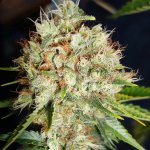 Ministry of Cannabis Big Bud XXL semena neobsahují THC 5 ks – Sleviste.cz