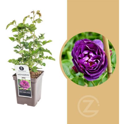 Růže, Rosa Minerva, fialová, velikost kontejneru 3 l – Zboží Dáma