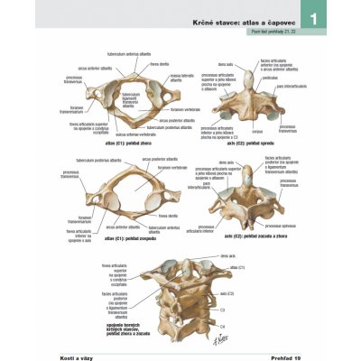 Netterov anatomický atlas človeka (Preklad 6. vydanie) - Frank H. Netter – Zboží Mobilmania