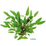 Cryptocoryne affinis - Kryptokoryna červená – Zboží Dáma