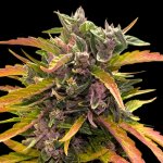 Barney's Farm Gorilla Glue AUTO semena neobsahují THC 10 ks – Zboží Dáma