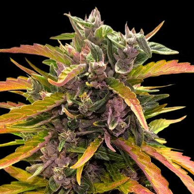 Barney's Farm Gorilla Glue AUTO semena neobsahují THC 10 ks – Zboží Dáma