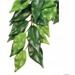 HAGEN Rostlina Ficus střední 55 cm – Sleviste.cz