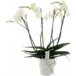 Orchidej Můrovec, Phalaenopsis EXTRA, 4 výhony, bílá – Zbozi.Blesk.cz