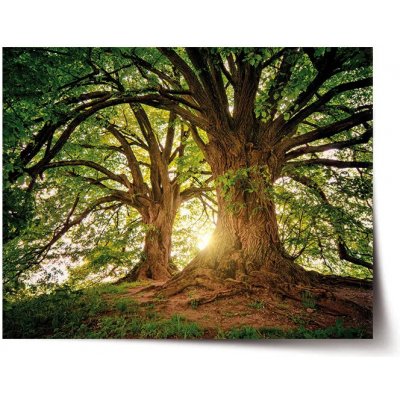 Sablio Plakát Stromy - 90x60 cm – Zbozi.Blesk.cz
