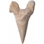 Nefertitis Žraločí zub NF1063 - cca 4 - 6 cm