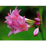 Křín 'Powellii Rosea' 1 ks – Zboží Dáma