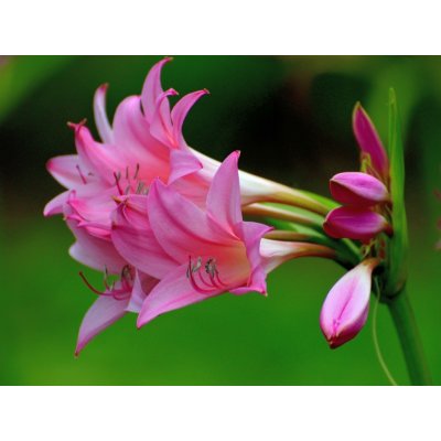 Křín 'Powellii Rosea' 1 ks – Zboží Dáma