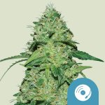 Royal Queen Seeds Joanne´s CBD semena neobsahují THC 1 ks – Zboží Dáma