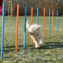 Výcvik psa Trixie agility slalom tyče 12ks