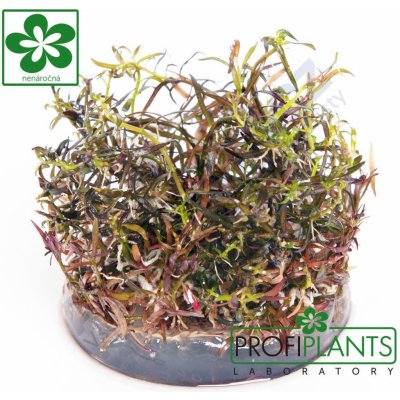 Ludwigia arcuata - Zakulacenka obloukovitá – Zboží Dáma