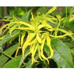 Medikomed éterický olej ylang-ylang 10 ml – Zbozi.Blesk.cz