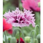 Mák okrasný Lilac Pompon - Papaver somniferum - semena máku - 200 ks