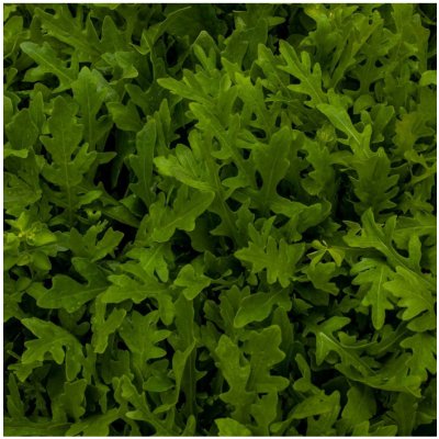 Rukola setá Eruca sativa semena rukoly 250 ks – Sleviste.cz