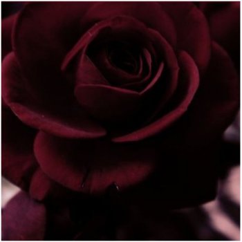 Růže černá Maroon - Rosa - semena - 5 ks od 33 Kč - Heureka.cz