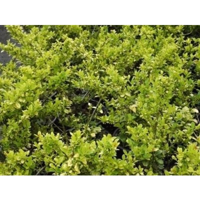 Ilex crenata 'Golden Gem' Prodejní velikost: 020/030, Velikost hrnku: 2 l – Hledejceny.cz