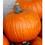 Tykev Jack O Lantern - Cucurbita pepo - prodej semen - 7 ks – Zboží Dáma