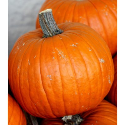 Tykev Jack O Lantern - Cucurbita pepo - prodej semen - 7 ks – Zboží Dáma
